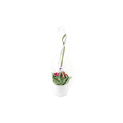 Kalanchoe i kruka med cellofan.