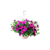 Hängpetunia ampel i varierande färger.