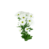Chryss 2p 55cm vit.
