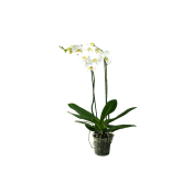 Orkide, 11cm vit.
