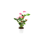 Rosenkalla, 14cm Rosa.