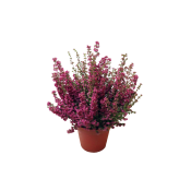 Höstljung erica i kruka, 11cm cerise.