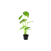 Monstera i kruka, 14cm.