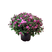 Chryssboll, Garden mums varierande färger..
