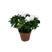 Azalea i kruka 12cm varierande färger.