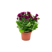 Chryss 3-plant i kruka, 11cm varierande färger.