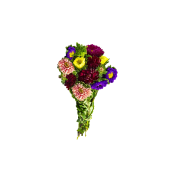 Aster i bunt, 40cm varierande färger.