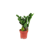 Smaragdblomma 12cm.