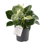 Philodendron birkin 11cm kruka Höjd 25cm.