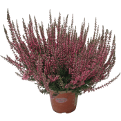 Ljung Calluna vulgaris Garden girls mix 1-p.