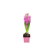 Hyacintlök Rosa 1-p.