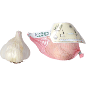 Vitlök Messidor.