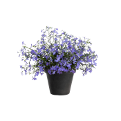 Lobelia Ricardi.