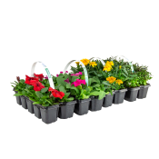 Sommarplant 6-pack.