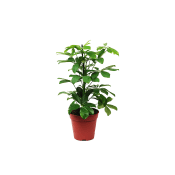 Paraplyaralia Gerda.