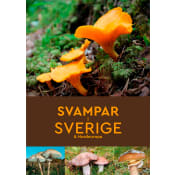 Svampar i Sverige & Nordeuropa.