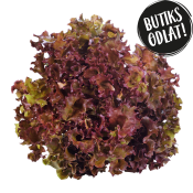 Krispsallat 125g Butiksodlad.