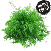 Dill 60g Butiksodlad.