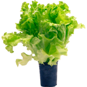 Kruksallat 250g Klass 1.