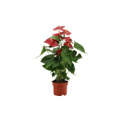 Rosenkalla Röda.