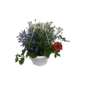 Midsommaramp.20 cm.