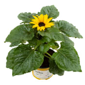 Solros ICA 13 cm.