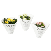 Kalanchoe mini dubbelblommande 6cm kruka Höjd 12cm varierande färger.
