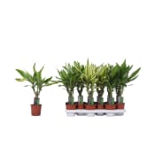 Dracaena Mix 11cm.