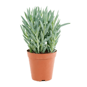 Puderfetstånds 15cm kruka Höjd 30cm.