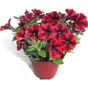Hängpetunia tvåfärgad 12cm kruka Höjd 24cm varierande färger.
