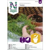 Dill, Blad-, Teddy Nelson Garden.