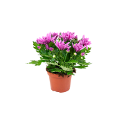 Chryss 3-plant.