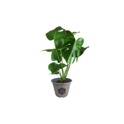 Monstera.