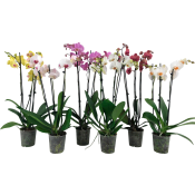 Phalaenopsis orkidé 3-stänglar 12cm kruka varierande färger.