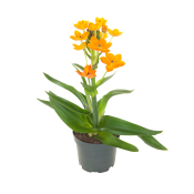 Orange stjärnlök 10,5cm.