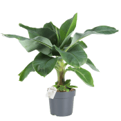 Bananplanta 17cm.