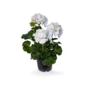 Pelargon zonale vit 12cm.