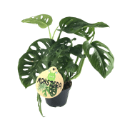 Monstera.