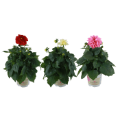 Dahlia 10,5cm.