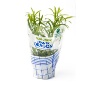 Fransk Dragon Ekologisk 1-p Kabbarps Trädgård.