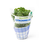 Citronmeliss Ekologisk 1-p Kabbarps Trädgård.