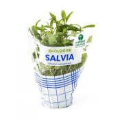Salvia Ekologisk 1-p Kabbarps Trädgård.