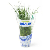 Gräslök Ekologisk 1-p Kabbarps Trädgård.