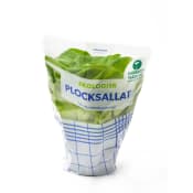 Plocksallat Ekologisk 1-p Klass 1 Sörgården.