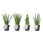 Sanseveria Mix 9cm.