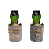 Arrangemang Hyacint 10cm.
