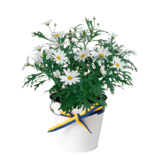 Arrangemang Margerit Student Zink 11cm.