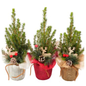 Arrangemang Gran i Jute med dekoration 9cm.