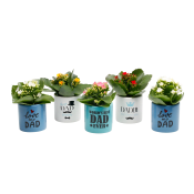 Arrangemang Fars Dag Mini 6cm.