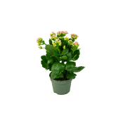 Kalanchoe XL.